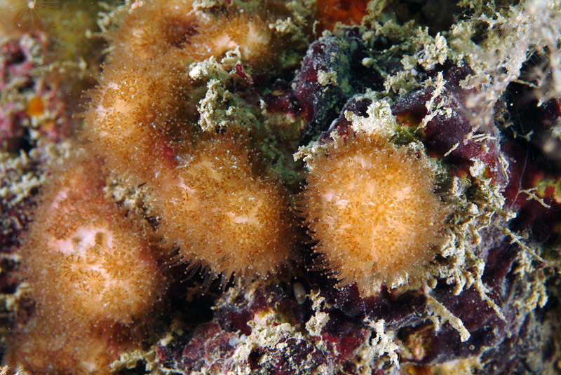 Madracis pharensis